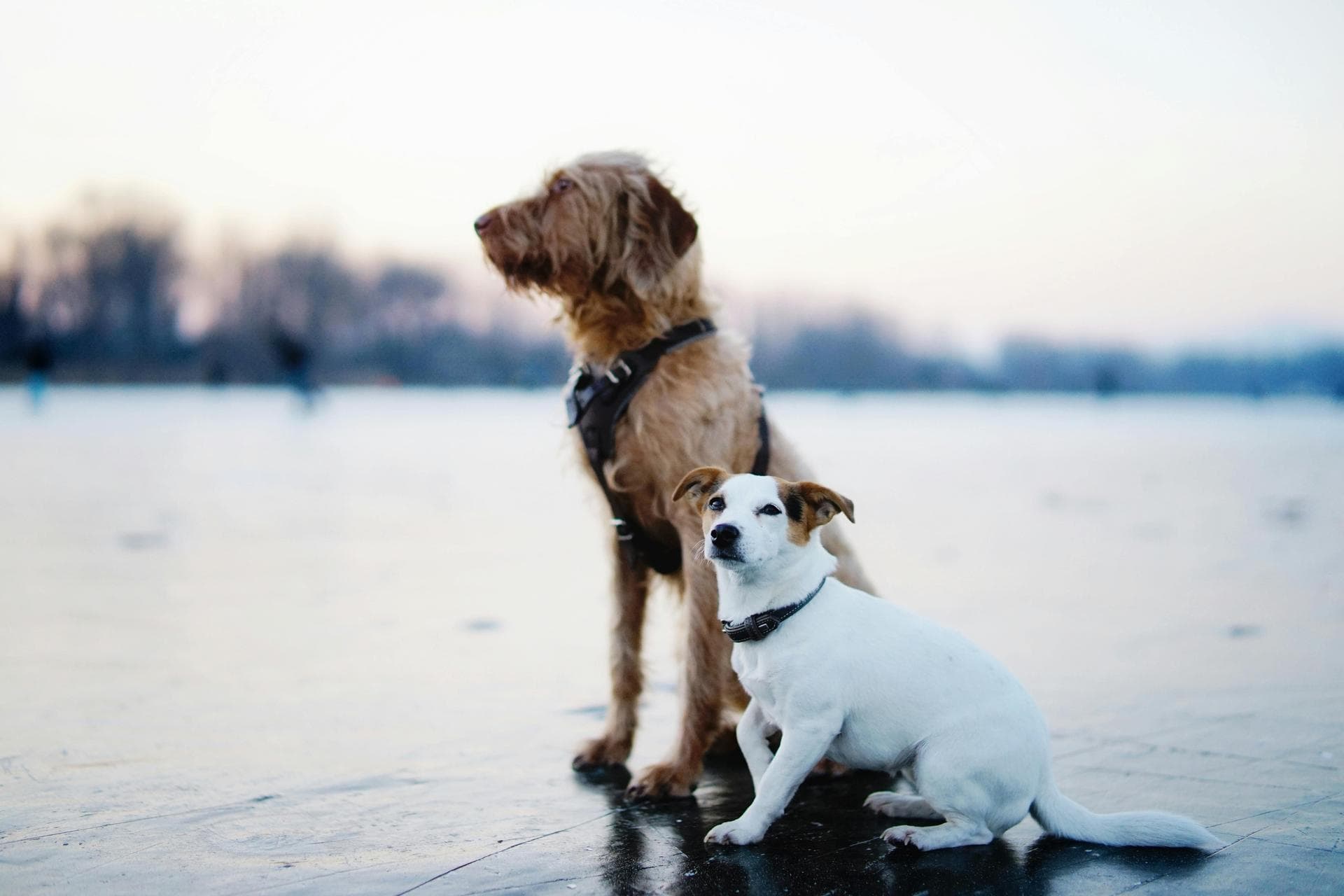 Best Vets in Johns Island