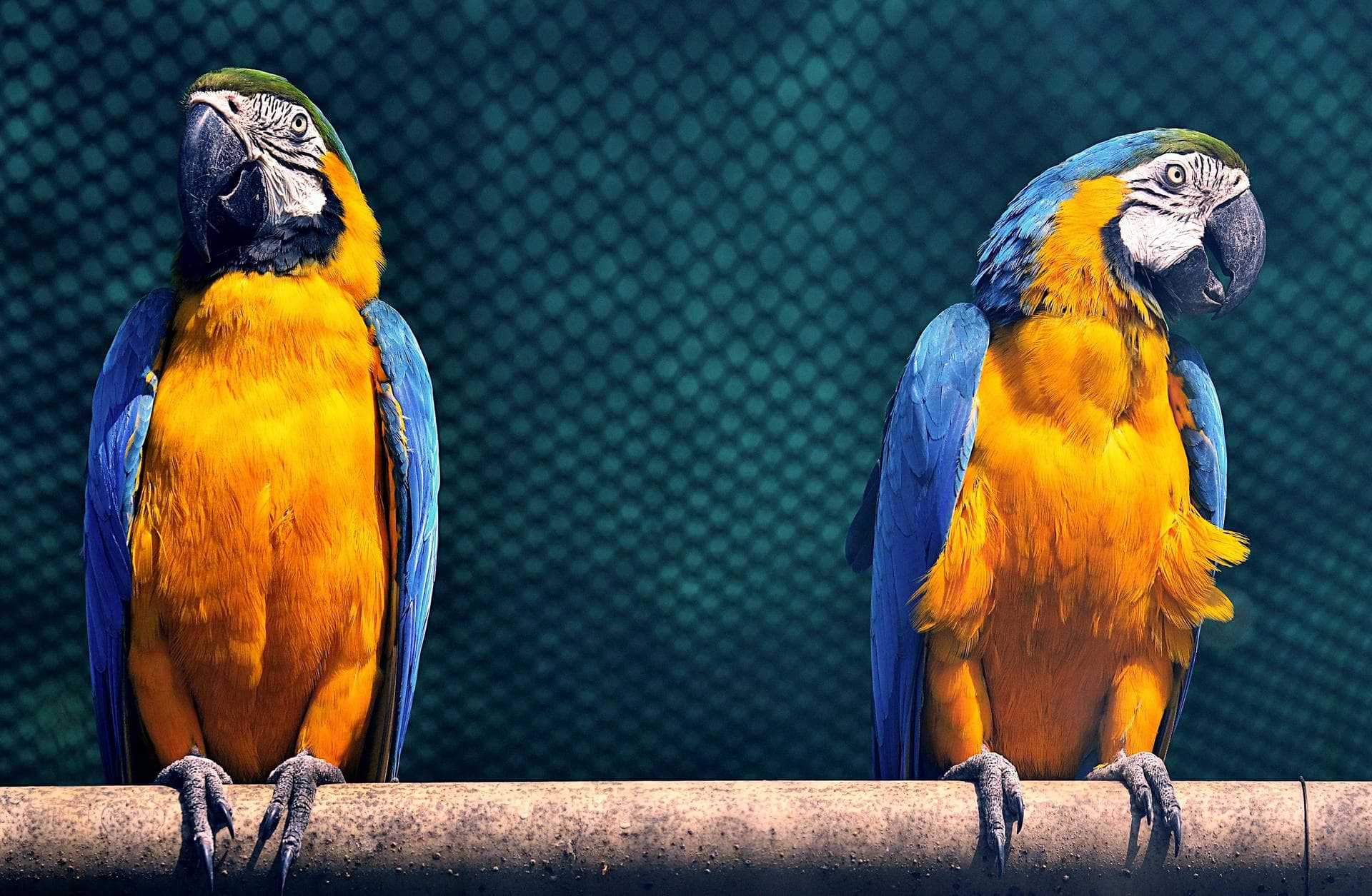 Dog & Cat Vets in Johns Island